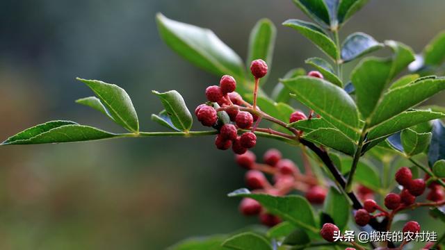 最新花椒价格走势分析